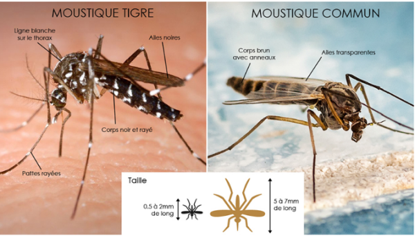 Moustique tigre : grosse opération de démoustication à Paris